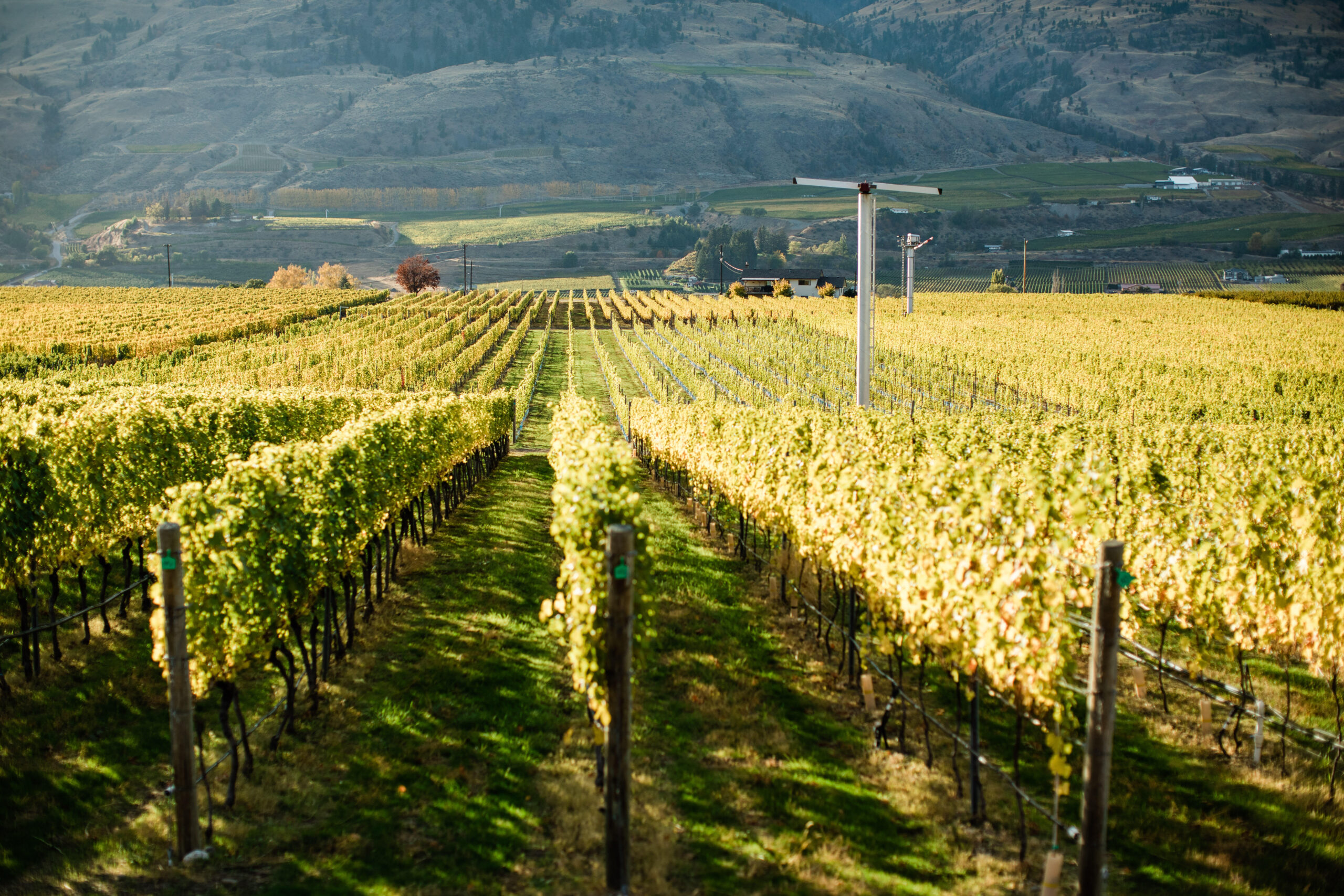 Vineyard Rows