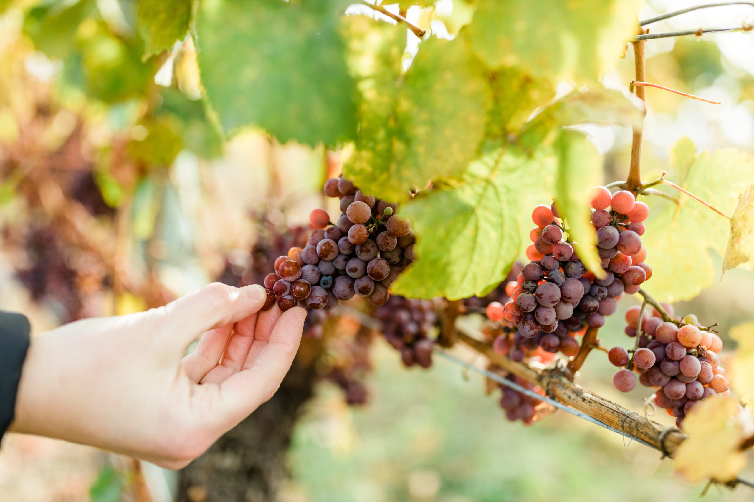 Harvest Grapes